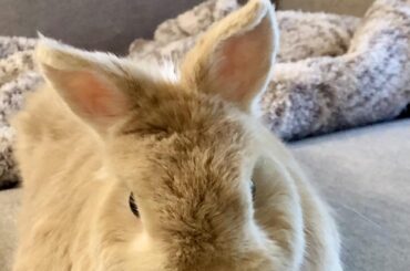 My sweet girl’s resting face. 🥰