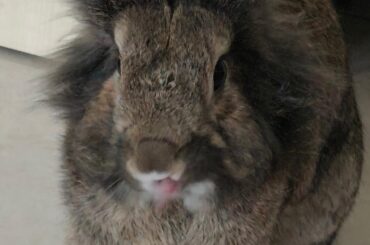 Best bun with best tougue