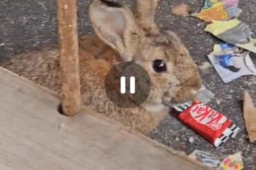 Is this a domestic or a wild bunny?