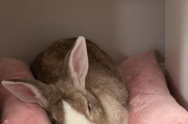 Rocco loves this little spot