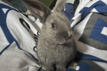 Diet for rabbits?