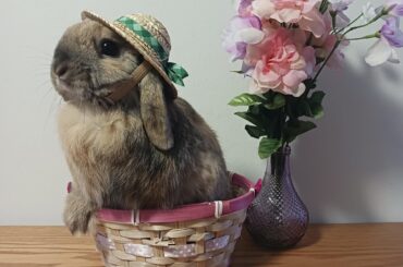 Happy Easter from Persephone!