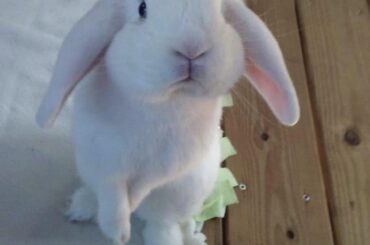 the prototypical rabbit