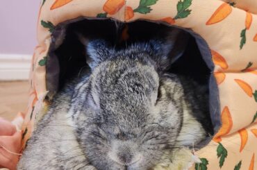 Hoppy Birthday to Miss Maggie who is 7 today!!🥰