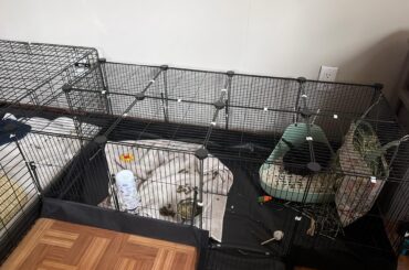 litter box training tips