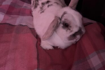 Pluto had the audacity to wee on my bed for the first time last night, I put her on my bed tonight and she does it again meaning I have no duvet tonight!