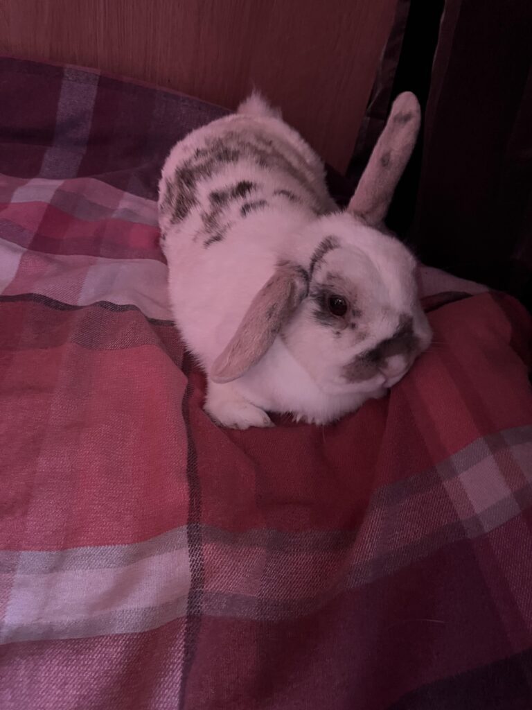 Pluto had the audacity to wee on my bed for the first time last night, I put her on my bed tonight and she does it again meaning I have no duvet tonight!