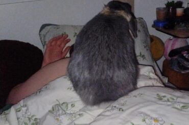 Have you ever felt the weight of an entire bowling ball crushing your ribs (before this he licked their face) he is very loving)