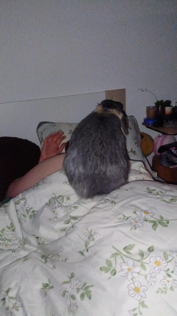 Have you ever felt the weight of an entire bowling ball crushing your ribs (before this he licked their face) he is very loving)