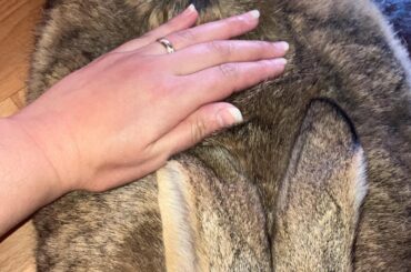 My Kappa got attacked by a magpie in the garden. Im so worried about him but he seem to be great.