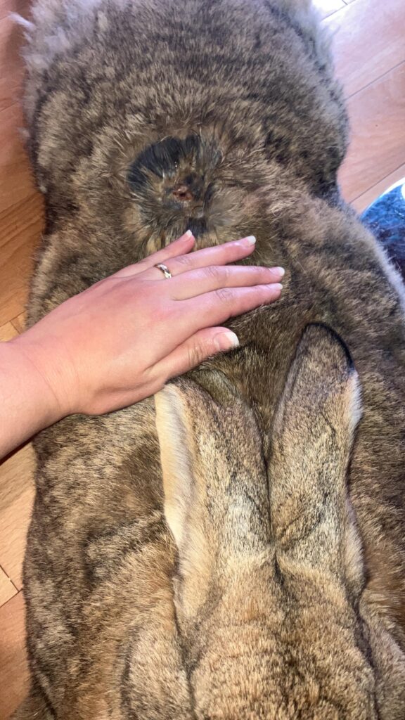 My Kappa got attacked by a magpie in the garden. Im so worried about him but he seem to be great.