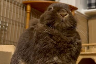 A strange creature, booped.