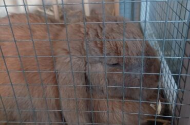Mocha's sick and I can't get her to her regular vet for two more days