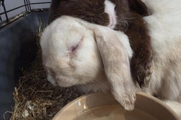 Pebbles and max. Both deaf and blind