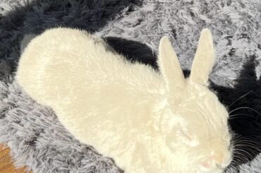 Sir marshmellow fluffy stdenis the first, conqueror of gardens slayer of cables destroyer of baseboards. enjoying his favourite spot between 2-4 pm
