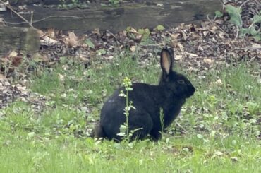 Didn’t know wild rabbits could be black—also the groundhog is a JERK