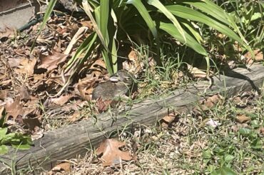 Silly bunny, your home is over there!