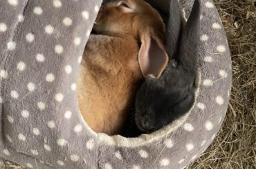 Any bed recommendations?