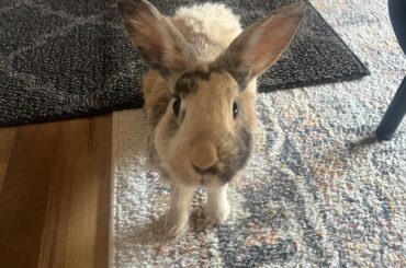 Honey the Bunny appreciation post. 💔