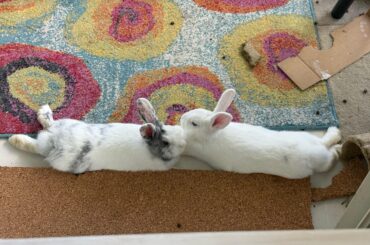 They find the one spot of tile