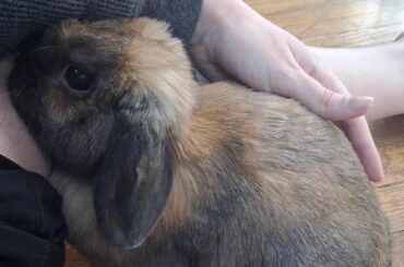 Help please, rescue bunny peeing everywhere