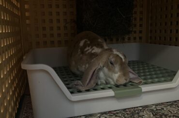 After daydreaming about it for months, I finally splurged on a Rooly box and enclosure!