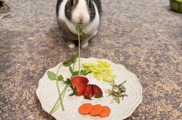 Sasha’s Easter dinner!