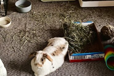 Finally bought a shop vac to deal with the hay & did a big deep clean yesterday… Parker took that personally.