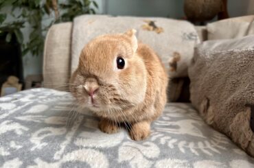 Norbert 🥺