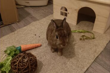 Pumba has joined the family !