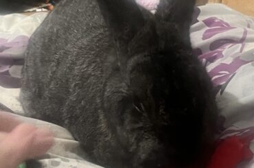 Easter offering to the bun