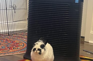 Why does he put his butt against the air purifier