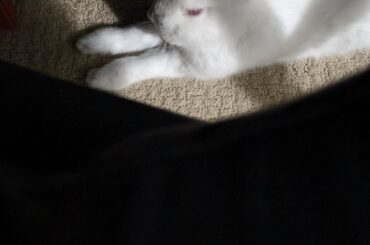 and thus did i accept my fate of always having to look down before getting up from my desk