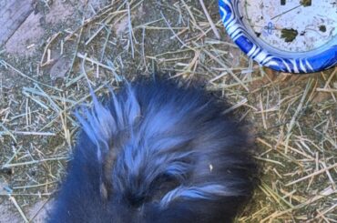 Rabbit “molting”