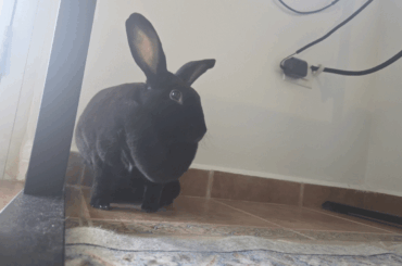 please enjoy an animation of Nuni being super cute and digging under my standing desk