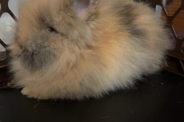 Dusty!!
