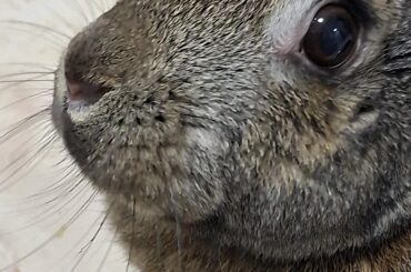 How she looks at me after I catch her eating my bed🤦🏼‍♀️