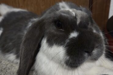 Baby Bun