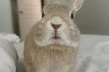 He looks at me like I am made out of treats