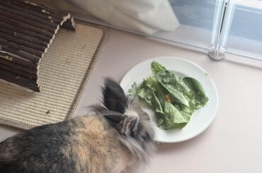 Guys Is this to much veg for my bunny daily?
