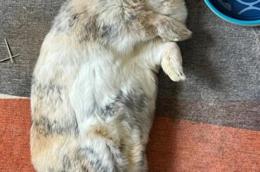 Sunny day nap