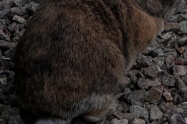 Is this a domestic rabbit?