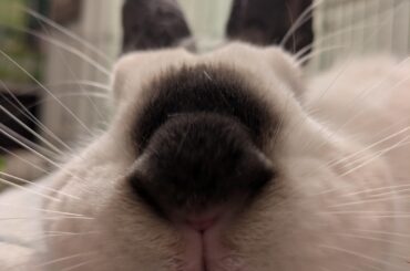 Kiss???