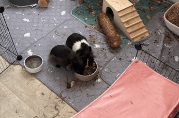 Bunny Chaos