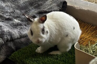 How I Came To Live With My Bun