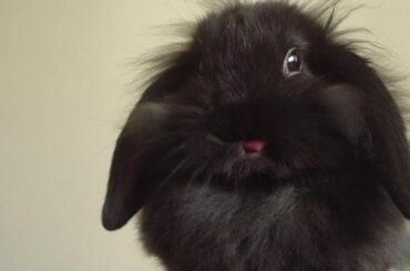Best photo ever of my bunny 😛