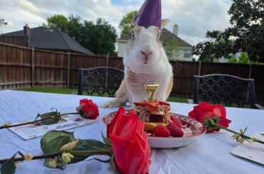someone special turned 7 (surprise pic at the end)