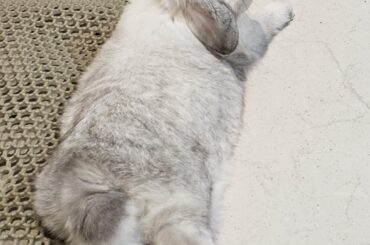 Momo: "oh hello there mama"