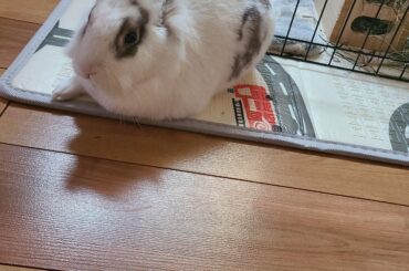 Bunny Model