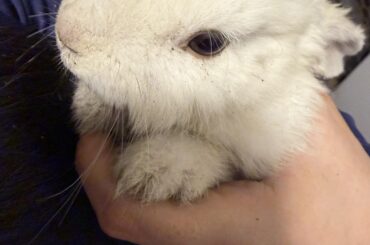 I just rescued this baby rabbit, he/she was on a street full of cars so it was a miracle we were able to catch him. I know baths are not recommended but honestly he is so dirty I don’t know what to do, baby wipes are not enough. Please help:)